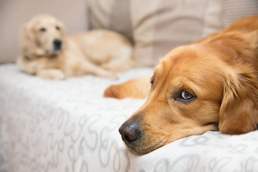 is anemia bad for dogs